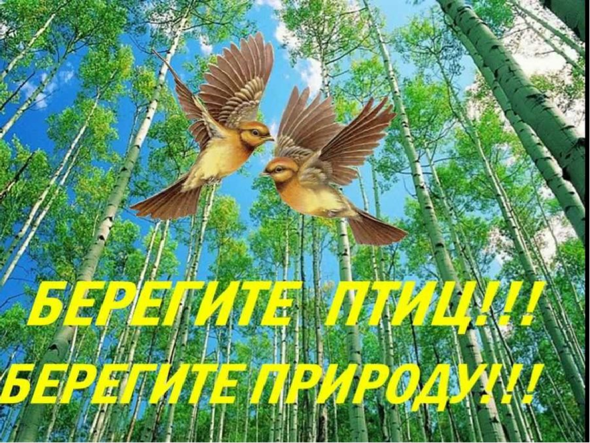 1 апреля &ndash; Международный день птиц