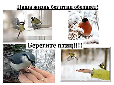 1 апреля - Международный день птиц