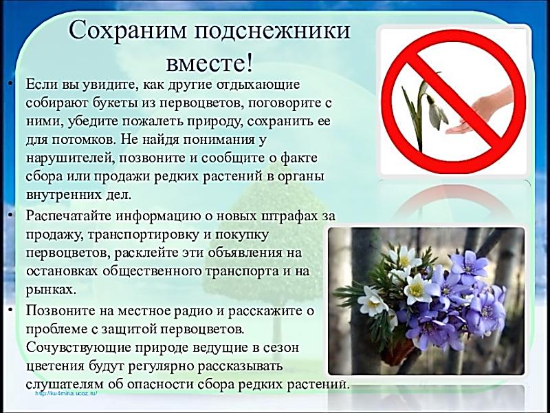 Подснежник:  символ весны и надежды